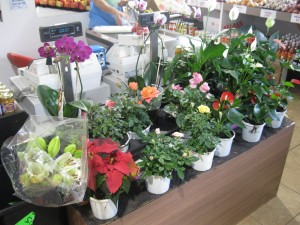 Flowering plants for sale at a grocery store in Freemantle, Western Australia