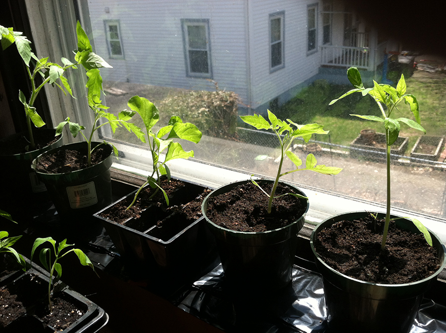 These are tomato plants and one egg plant in the middle growing on a sunny windowsill. 